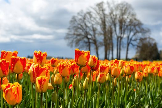 Red and Yellow colored tulips at Wooden Shoe Tulip Festival in Woodburn Oregon