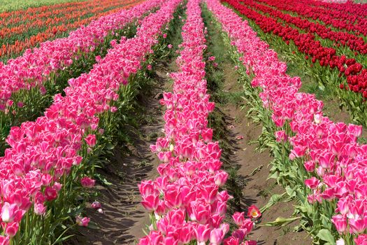 Colorful rows of tulips in bloom at Wooden Shoe Tulip Festival in Woodburn Oregon