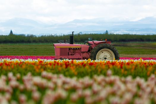 The Pink Tractor at Wooden Shoe Tulip Festival in Woodburn Oregon