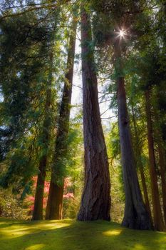 Tall and mighty evergreen trees with sunlight peeking through at Portland Japanese Garden