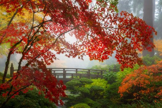 Fall colors by the Moon Bridge in Portland Japanese Garden one foggy morning