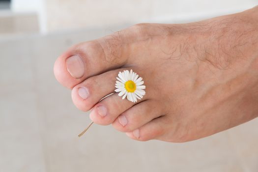 Clean right male foot on a light background holding a small Daisy between fingers. Medical pedicure concept.