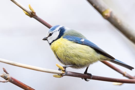 The photo shows tit on a branch