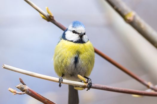 The photo shows tit on a branch