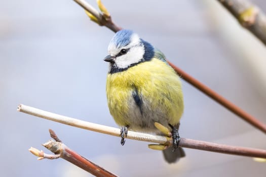 The photo shows tit on a branch