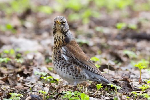 The photo shows a blackbird rowan on a branch