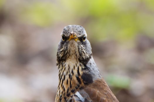 The photo shows a blackbird rowan on a branch