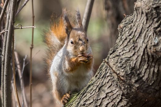 the photograph shows a squirrel on a tree