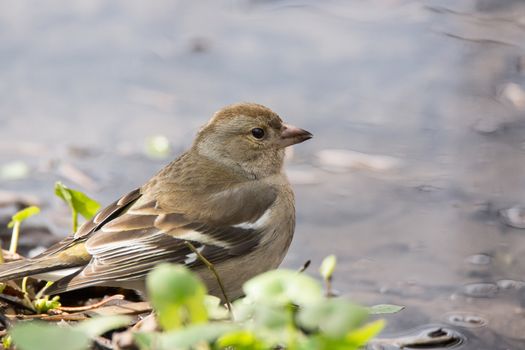 The picture shows a chaffinch on a branch