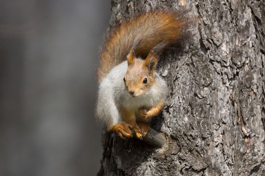 the photograph shows a squirrel on a tree