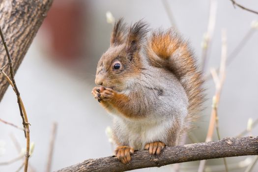 the photograph shows a squirrel on a tree