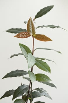 Laurel tree seedling Used as seasoning in cooking white background macro shot