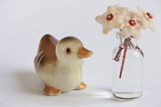 Duckling and Hoya flowers still life macro shot