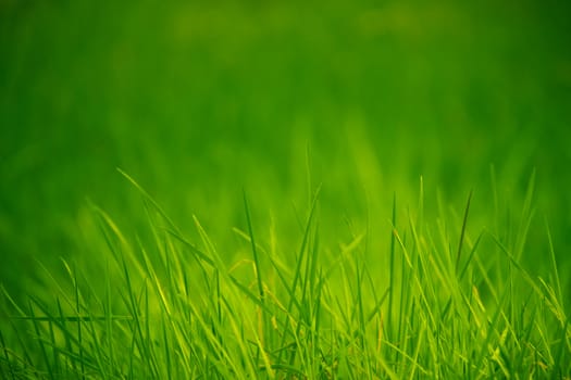 Lush Green Grass With Blurred Defocused Background And Copy Space