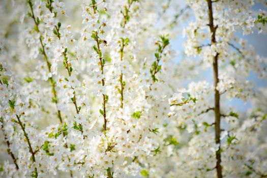 Spring Cherry Blossoms on the Branch at Spring Season.