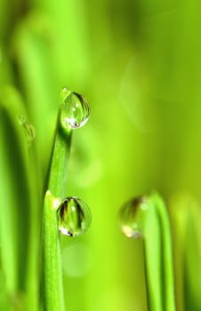 Extreme Macro of Growing Wet Wheat Grass with Raindrops on Stems.