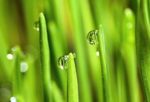 Extreme Macro of Growing Wet Wheat Grass with Raindrops on Stems.