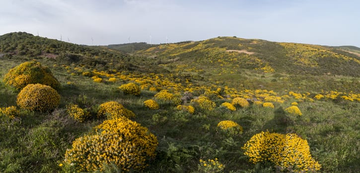 Typical and beautiful landscape with ulex densus shrubs on the Sagres, Portugal region.