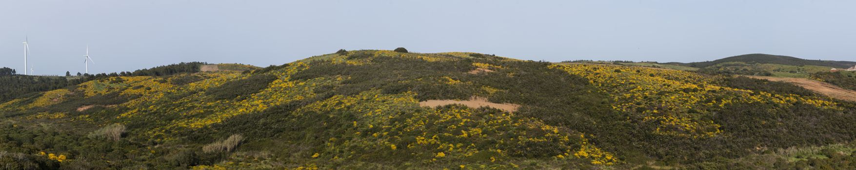 Typical and beautiful landscape with ulex densus shrubs on the Sagres, Portugal region.