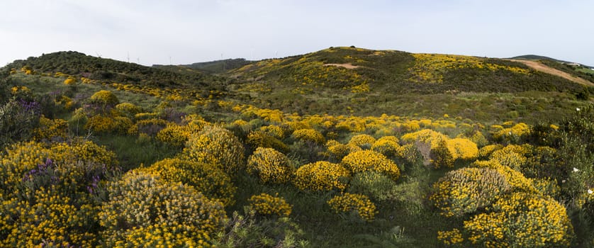 Typical and beautiful landscape with ulex densus shrubs on the Sagres, Portugal region.