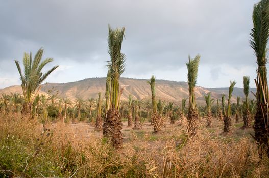 View of the Galilee - cultived fields , Israel .