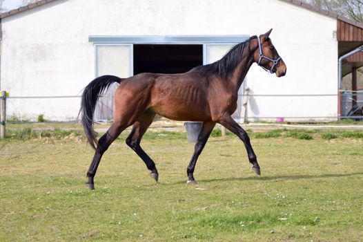 Mare trotting in a meadow in the department of Meuse in France