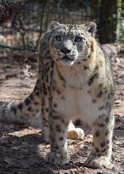 Portrait of male snow leopard (or ounce, Panthera uncia) in zoo, looking at camera, low angle view