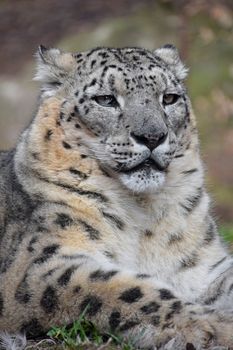 Close up portrait of male snow leopard (or ounce, Panthera uncia) resting on the ground and looking at camera, low angle view