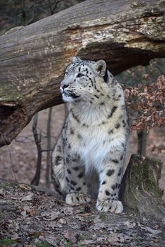 Close up front view portrait of young female snow leopard (or ounce, Panthera uncia) looking away from camera, low angle view