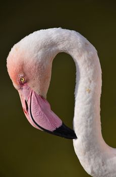 Close up side profile portrait of pink flamingo, head with beak, over green background of water, low angle view