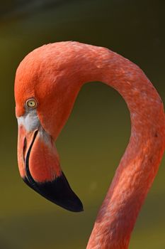 Close up side profile portrait of pink orange flamingo, head with beak, over green background of water, low angle view