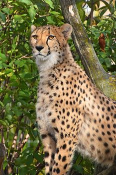 Close up portrait of cheetah (Acinonyx jubatus) sitting in ambush among green trees and looking aside of camera, low angle view