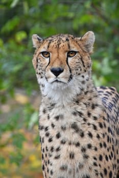 Close up portrait of cheetah (Acinonyx jubatus) looking at camera over green background, low angle view