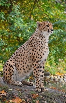 Close up side profile full portrait of cheetah (Acinonyx jubatus) sitting on the ground among green trees and looking away from camera, low angle view