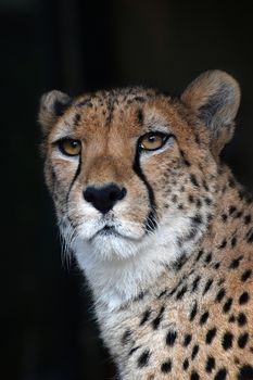 Close up portrait of male cheetah (Acinonyx jubatus) looking at camera over black background, low angle view