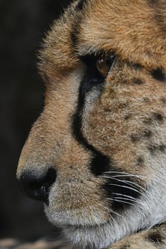 Extreme close up side profile portrait of cheetah (Acinonyx jubatus) looking away, low angle view