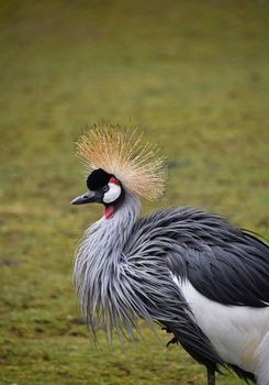 Close up side profile portrait of African black crowned crane (Balearica pavonina) over green grass background