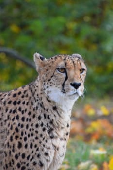 Close up portrait of cheetah (Acinonyx jubatus) looking at camera, low angle view
