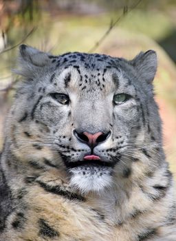 Close up portrait of snow leopard (or ounce, Panthera uncia) young female looking at camera, showing tongue, low angle view