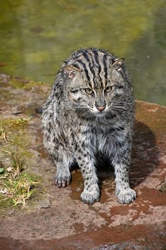 Portrait of wet fishing cat (Prionailurus viverrinus) sitting near water on the ground after hunt and looking at camera, high angle view