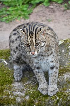 Portrait of fishing cat (Prionailurus viverrinus) looking at camera, high angle view