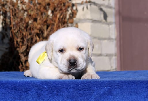 a little yellow labrador puppy sitting on blue background