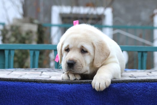 the cute little yellow labrador puppy sitting on blue background