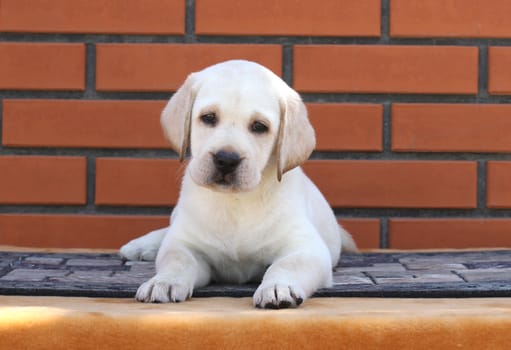 a little yellow labrador puppy sitting on brown background