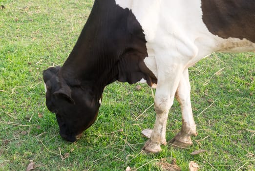 Herd of cows grazing on a farmland  in cowshed on dairy farm.