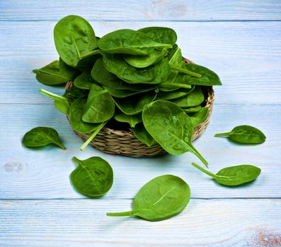 Heap of Small Raw Spinach Leafs in Wicker Plate closeup on Light Blue Wooden background