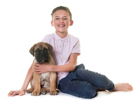 puppy bullmastiff and child in front of white background