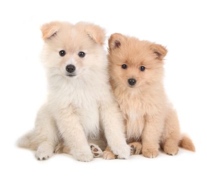 Adorable and Cute Pomeranian Puppies Sitting Together on White Background