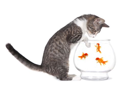 Curious Kitten Watching Fish Swim With Paws on Aquarium