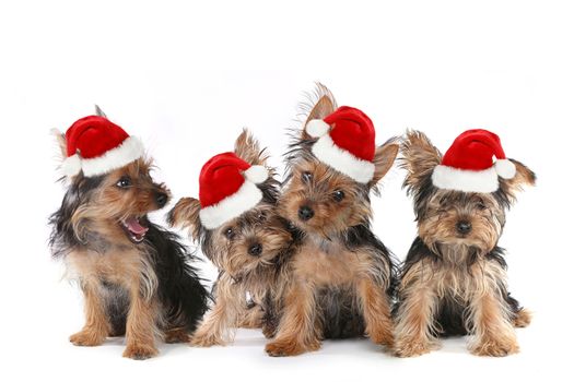 Sitting Puppy Dogs With Cute Expression and Santa Hat